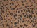 ANIMAL PRINT KAΦE